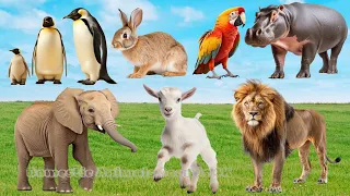 Bustling animal world sounds around us: Bear, Turtle, Deer, Rhinoceros, Leopard | Animal Moments