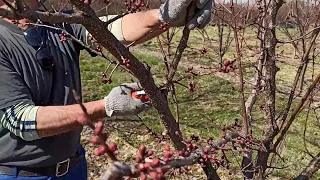 ФГ"Надія сад"-Формування і обрізка абрикоса