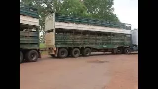 CATTLE ROAD TRAINS, DARWIN, AUSTRALIA.