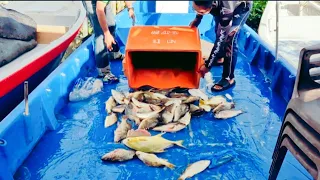 vlog#215  JACKPOT KE2 2023 PADU!! #sangkarsgudang #fishing #mat
