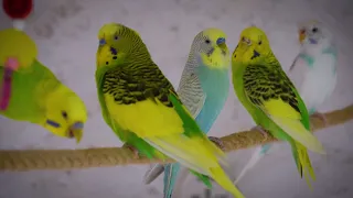 Dance Party with Budgie Beats Let the Feathers Fly!