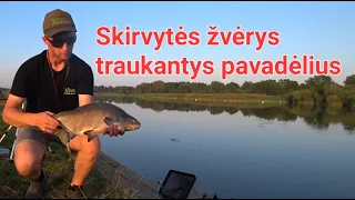 Skirvytės žvėrys traukantys pavadėlius