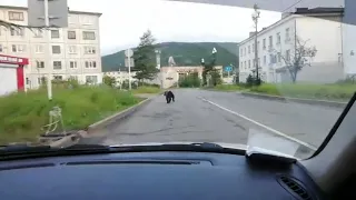 Погоня за медведем в городе