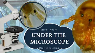 BREATHTAKING Video of Hermit Crabs under a MICROSCOPE!  | By Crab Central Station