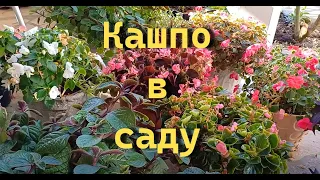 Горшечный садик! Начало положено! Какие кашпо будут украшать сад?