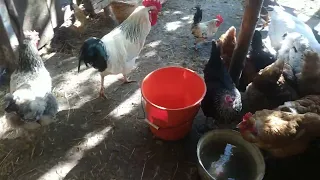 На пташиному подвір'ї 🌿🐔🐓🦃🦆🐤 Сільське життя в Україні 🇺🇦