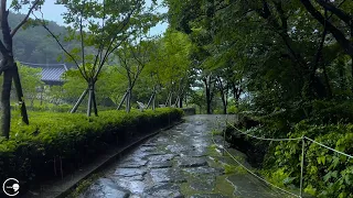 The gentle sound of rain falling on a park promenade, the best white noise for insomnia and sleep