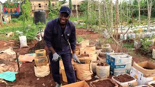 Yam-in-CARTON: Can large tubers be grown from CARTONS? Find out!