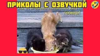 рыжая мордаха смотри смешные картинки мемы котики приколы с озвучкой 🤣