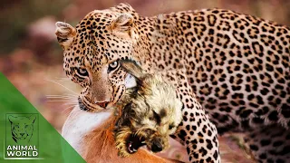 7 merciless leopard attacks on domestic dogs filmed on hidden camera!