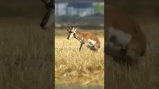Slow-Motion PERFECT Heart Shot on Antelope!