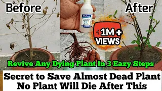 How To Revive Dying Plant : Best Solutions For Any Issue a Plant Can Have.