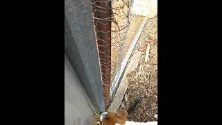 Naughty Tilly the Jack Russell terrier loves annoying the chickens