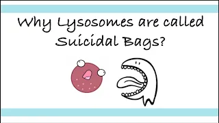 Why Lysosomes are called Suicidal Bags? | Biology Diaries #biology #cellorganelles