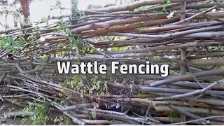 Grow/Build A Free Fence! | DIY Woven Branch Design | Wattle Fence