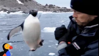 Penguin Jumps Into Boat | The Dodo