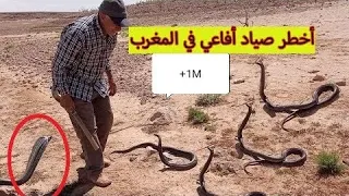 اخطر صياد في المغرب صيد الكوبرا القاتلة مع العساوي ابرهيم SNAKE MAN brahim وثائقي قصير