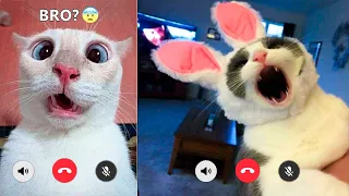 Funniest Cats And Dogs Videos 😻🐶 - Best Funny Animal Videos Of The 2021  🤣