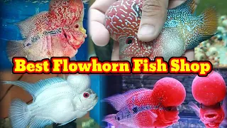 Flower horn fish breeding farm | Thailand Imported flower horn | Recent Flower horn fishes price