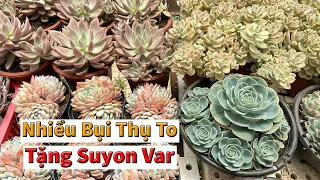 Vừa bụi sen đài vừa bụi sen cành to đẹp | succulent Gia Nghia