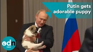 Putin gets adorable puppy for his 65th birthday