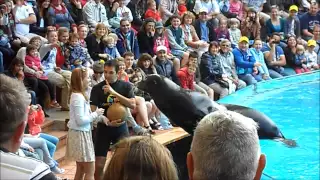 Тюлень целует девочку