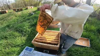 Posa del secondo melario, lettura del telaio da maschio. Nido stretto. Apicoltura Le Avije