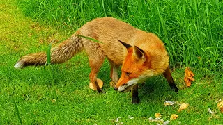 Feeding Injured Scared Wild Fox in Forest: What a surprise! Close Up, UK