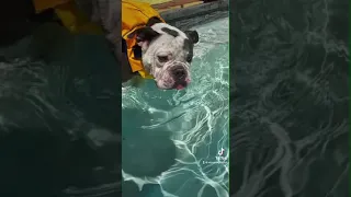 Bulldog in life jacket loves to swim