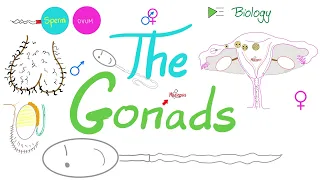 The Gonads (Ovaries and Testes) | Endocrine System | Biology Lecture Series