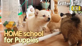 HOME school For Puppies l EP05. Early Pupper Education