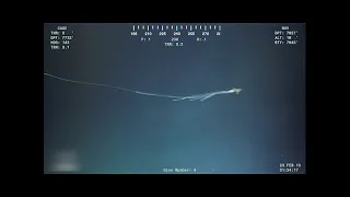 Rare Bigfin Squid sighting from 2013 (Magnapinna squid)