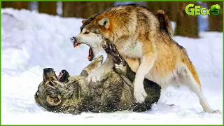 30 Moments Scary Wolves Attacks Livestock Guardian Dog | Wolf vs Dog