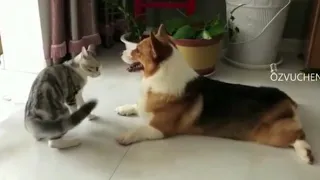 Кот угрожает собаке