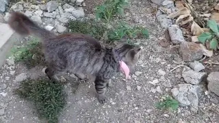 Pretty and cute cat is enjoy walking