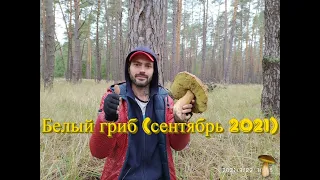 Собираем белые грибы (Boletus Edulis) в конце сентября 2021 (Как и где искать!)