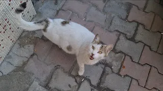 Pregnant Street Cat Meows so Hungry, she wants food.