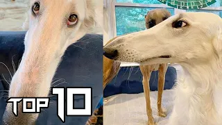 Top 10 Dog Breeds With Super LONG Noses | Things around