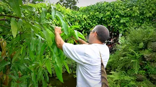 Pruning Mango Trees: 101 w/ Dr. Richard Campbell