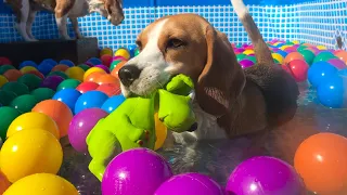 Pool Turns into a Ball Pit SURPRISE for my BEAGLE DOGS!