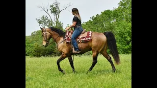 Boomer Stunning Dark Golden Buckskin MFT Gelding