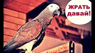 КАК НАШ ПОПУГАЙ ПРОСИТ КУШАТЬ🐦🍍/funny animal videos
