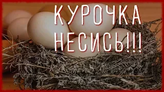 10 СОВЕТОВ ЧТОБЫ КУРЫ неслись ЗИМОЙ КАК ЛЕТОМ. #2. Чем кормить кур чтобы хорошо неслись?