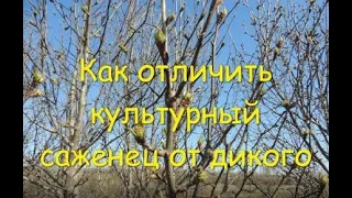 Как отличить дичек от культурного (сортового) растения