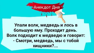 Анекдот Дня! Упали Волк, Медведь и Лось в Яму! Юмор! Смех! Позитив!