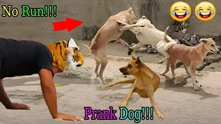 Funny Dog! Prank on dog with fake tiger so funny, try not to laugh, 2022