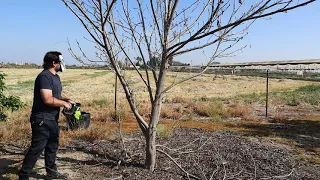 Pecan Nut Tree Pruning (Carya illinoinensis) - Deciduous Fruit Tree Trimming And Care