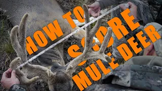 HOW TO Rough Score a Mule Deer