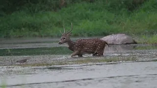 Deer at dusk.  University of Hyderabad