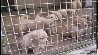 Daylight Raid at Ballarat Puppy Factory